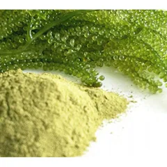 Tác dụng làm đẹp của rong nho biển