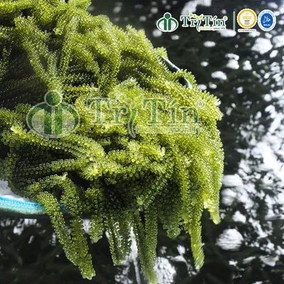 Rong Nho Tươi Trí Tín giá sỉ thùng 10kg