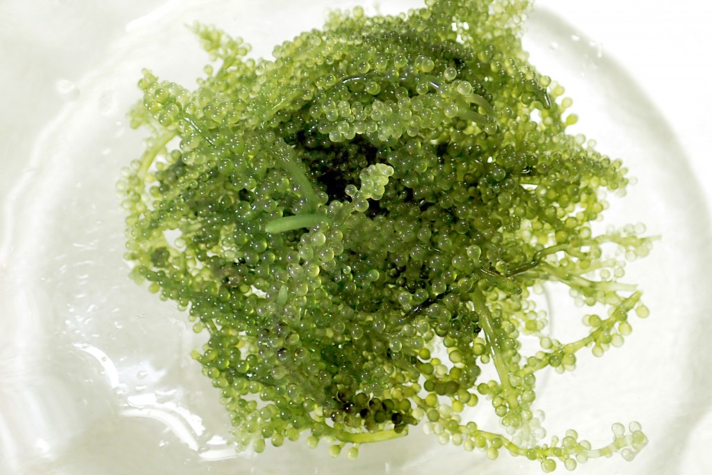 Пряным запахом водорослей. Зелёная корейская водоросль. Фукус морской виноград. Морская водоросль Геншин.