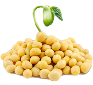 Phytoestrogen có tốt cho sức khỏe?