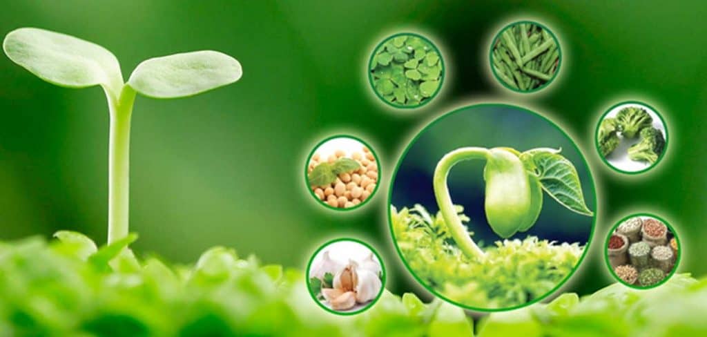 Sự khác biệt giúp Phytoestrogen dạng Aglycone so với các loại thảo dược trong điều trị tiền mãn kinh