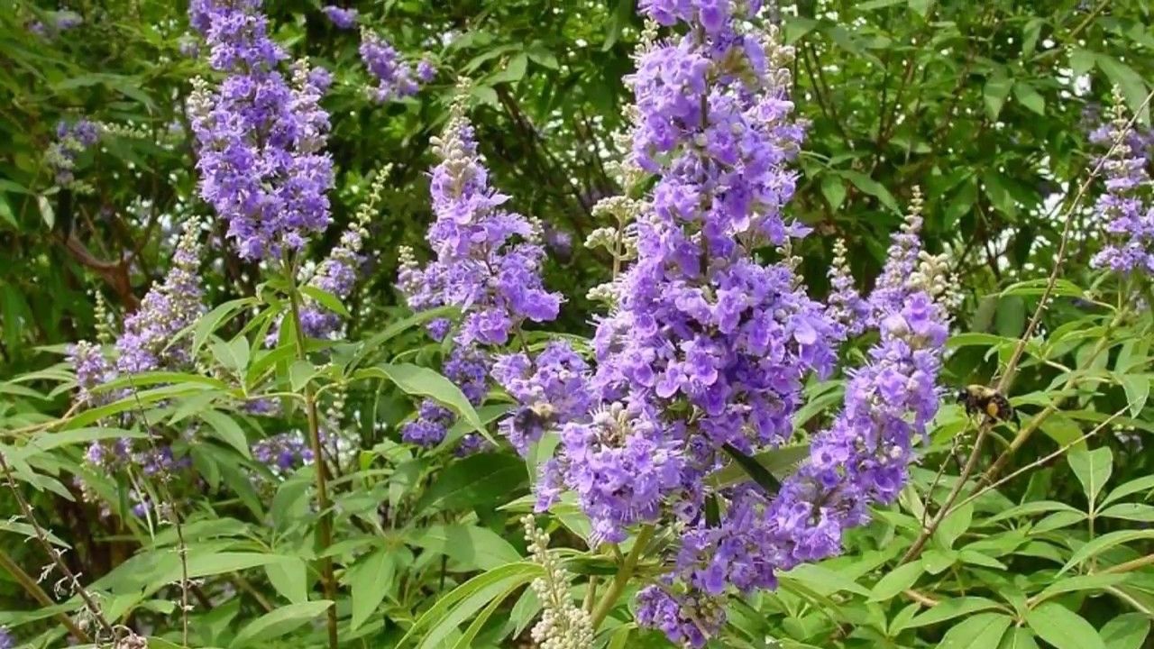 Sự khác biệt giúp Phytoestrogen dạng Aglycone so với các loại thảo dược khác