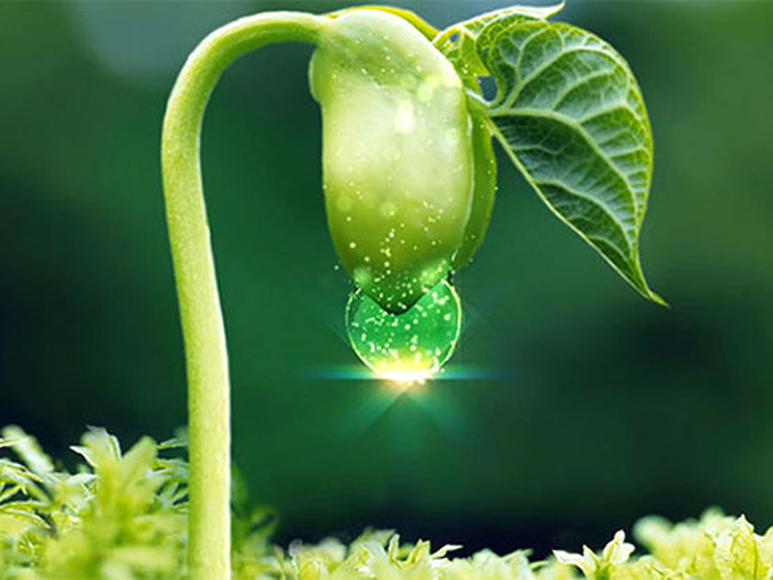 Sự khác biệt giúp Phytoestrogen dạng Aglycone so với các loại thảo dược khác