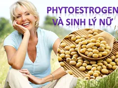 NGHIÊN CỨU CHÍNH THỨC VỀ PHYTOESTROGEN VÀ CÔNG DỤNG THẦN KỲ CỦA VIÊN UỐNG SB