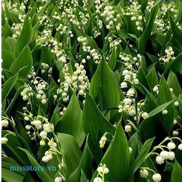 Hoa lily thung lũng Hoa lily thung lũng