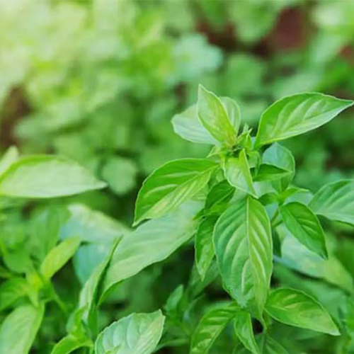 Cách chăm sóc da mụn tại nhà bằng húng quế Cách chăm sóc da mụn tại nhà bằng húng quế