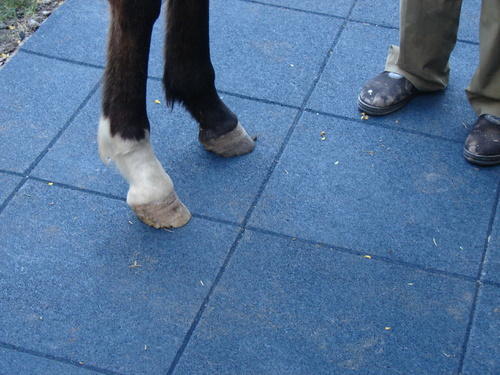 Horse Stable Rubber Tiles  Horse Stable Rubber Tiles