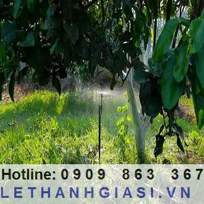 dây tưới phun mưa cho cây bưởi dây tưới phun mưa cho cây bưởi