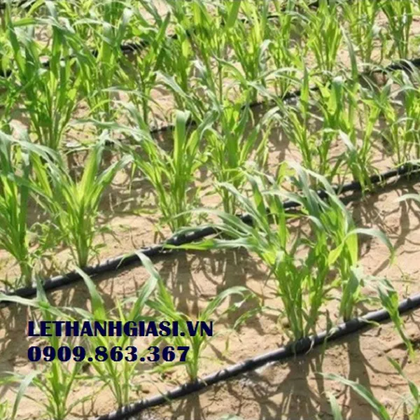 Ống tưới nhỏ giọt Dẹt 
