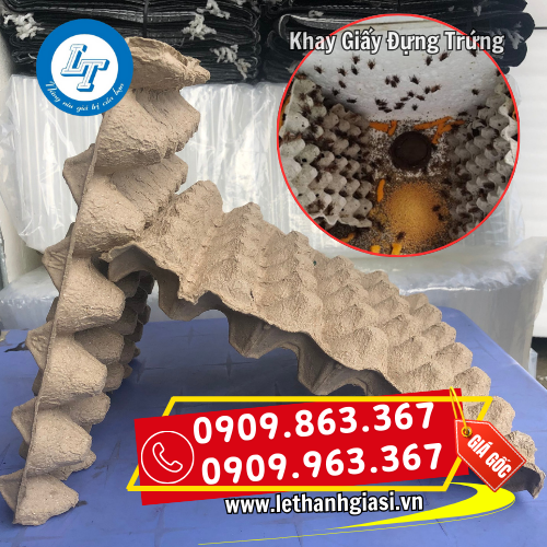 vỉ trứng giấy nuôi dế tiện dụng vỉ trứng giấy nuôi dế tiện dụng