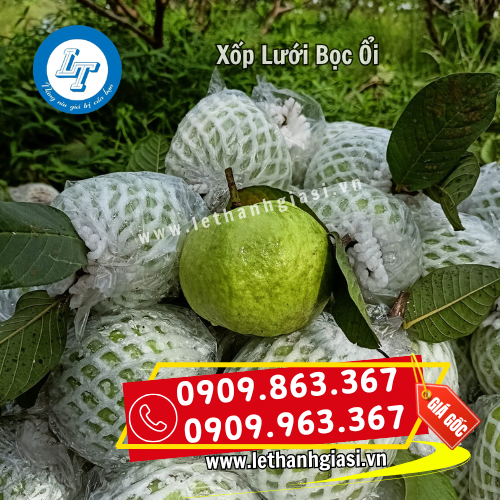 xốp lưới bọc ổi sử dụng tại vườn xốp lưới bọc ổi sử dụng tại vườn