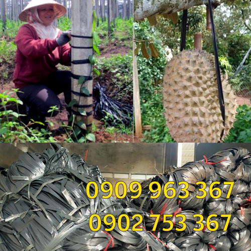 Bán dây nilon bẹ đen bóng cột hàng giá rẻ dây nilon bẹ cột cành sầu riêng, cột tiêu
