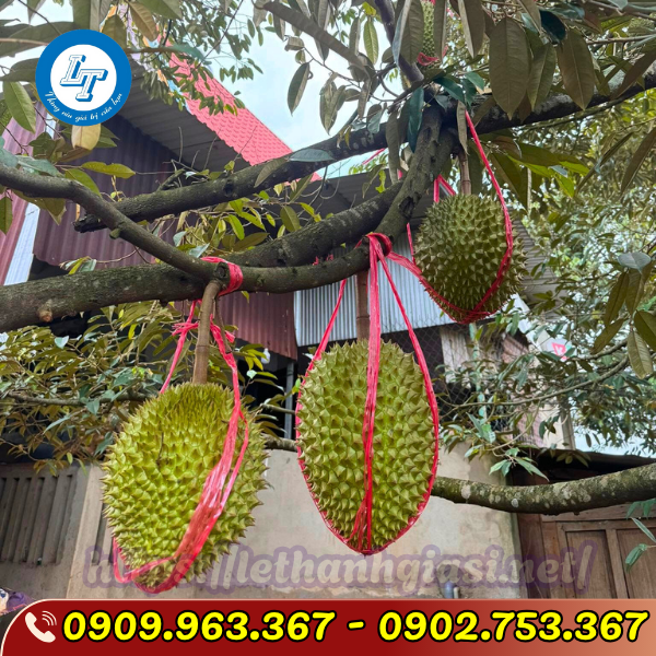 DÂY NILON CUỘN LỚN, CUỘN NHỎ GIÁ SỈ dây nilon cột sầu riêng