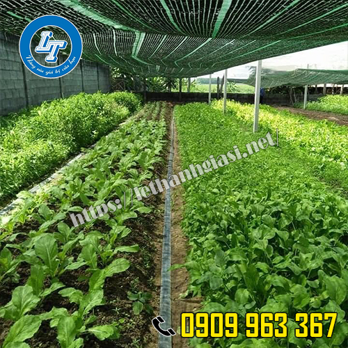 3 LOẠI LƯỚI CHE NẮNG TỐT, GIÁ RẺ BÁN CHẠY NHẤT TRÊN THỊ TRƯỜNG lưới che nắng thái lan dùng để trống rau