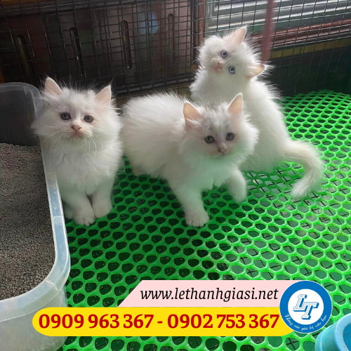 Giá sỉ lưới nhựa mắt cáo đủ màu đủ kích thước lưới nhựa lót sàn chăn nuôi