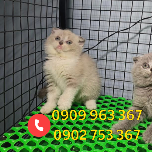 Mua lưới nhựa dẻo mắt cáo ở đâu giá rẻ lưới nhựa mắt cáo dùng lót sàn chăn nuôi