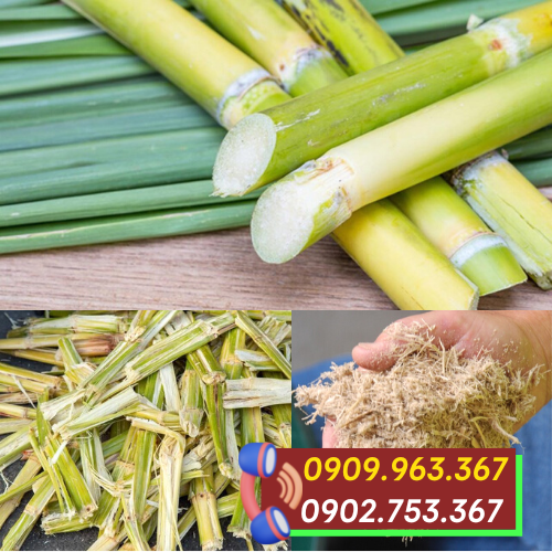 Phân phối sỉ rẻ hộp đựng thức ăn bằng bã mía tại TPHCM nguyên liệu sản xuất hộp bã mía