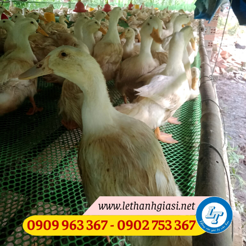 Phân phối lưới nhựa mắt cáo giá rẻ nhất TPHCM lưới nhựa mắt cáo lót sàn nuôi gà vịt