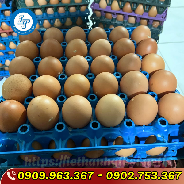 TÌM MUA VỈ NHỰA ĐỰNG TRỨNG GÀ VỊT 30 QUẢ GIÁ SỈ RẺ TPHCM vỉ nhựa đựng trứng 30 quả