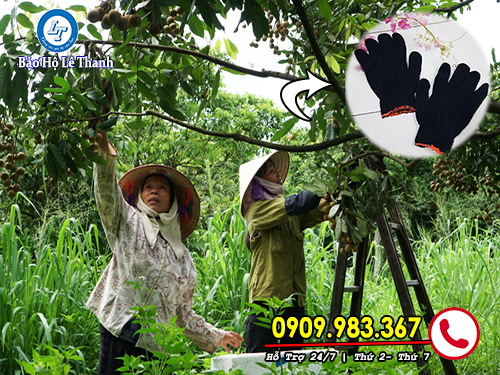 dịch vụ vận chuyển bao tay xám đen chuyên nghiệp tại bình chánh gt xám đen