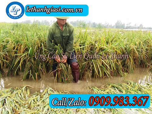 giá ủng liền quần cao su lội nước tại tp.hcm ủng liền quần