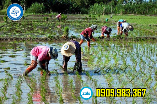 ủng cấy - chất liệu nhựa tổng hợp, độ bền cao ủng cấy