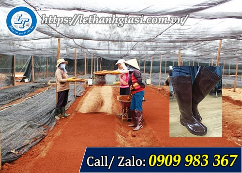 Mua ủng cao su màu nâu làm vườn - đi ruộng giá rẻ Ứng dụng ủng cao su màu nâu