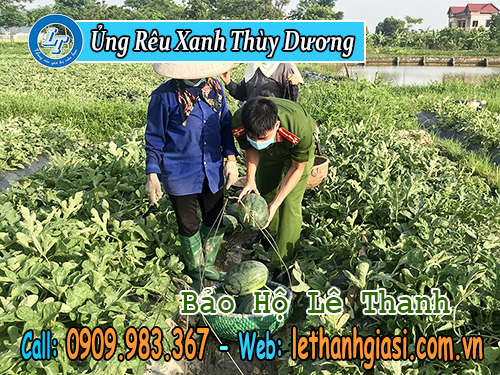 ủng nhựa rêu xanh thùy dương cho nhà phân phối ủng thùy dương