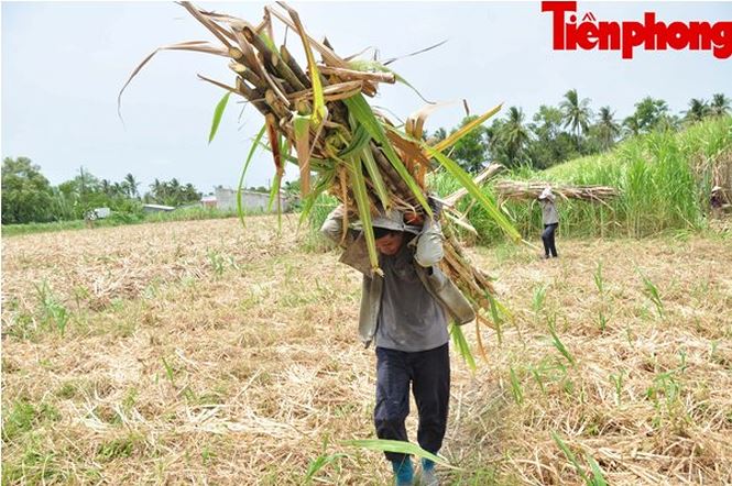 Thu hoạch mía ở Cù Lao Dung Thu hoach mia o Cu Lao Dung