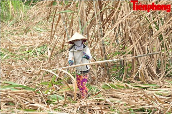 Ruộng mía đang chết dần Ruong mia dang chet dan