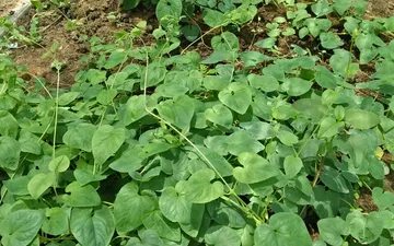 Loài cây thoát nghèo