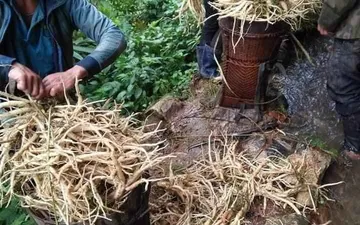 Hồng đảng sâm là gì ? Công dụng ra sao?