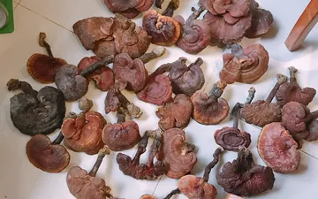 Những sai lầm khiến nấm linh chi vô tác dụng