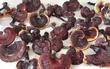 Nấm linh chi - Phương pháp chữa đau dạ dày