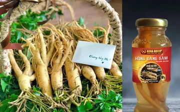 Câu chuyện sản phẩm: Thực phẩm bổ sung – Hồng đảng sâm Kora