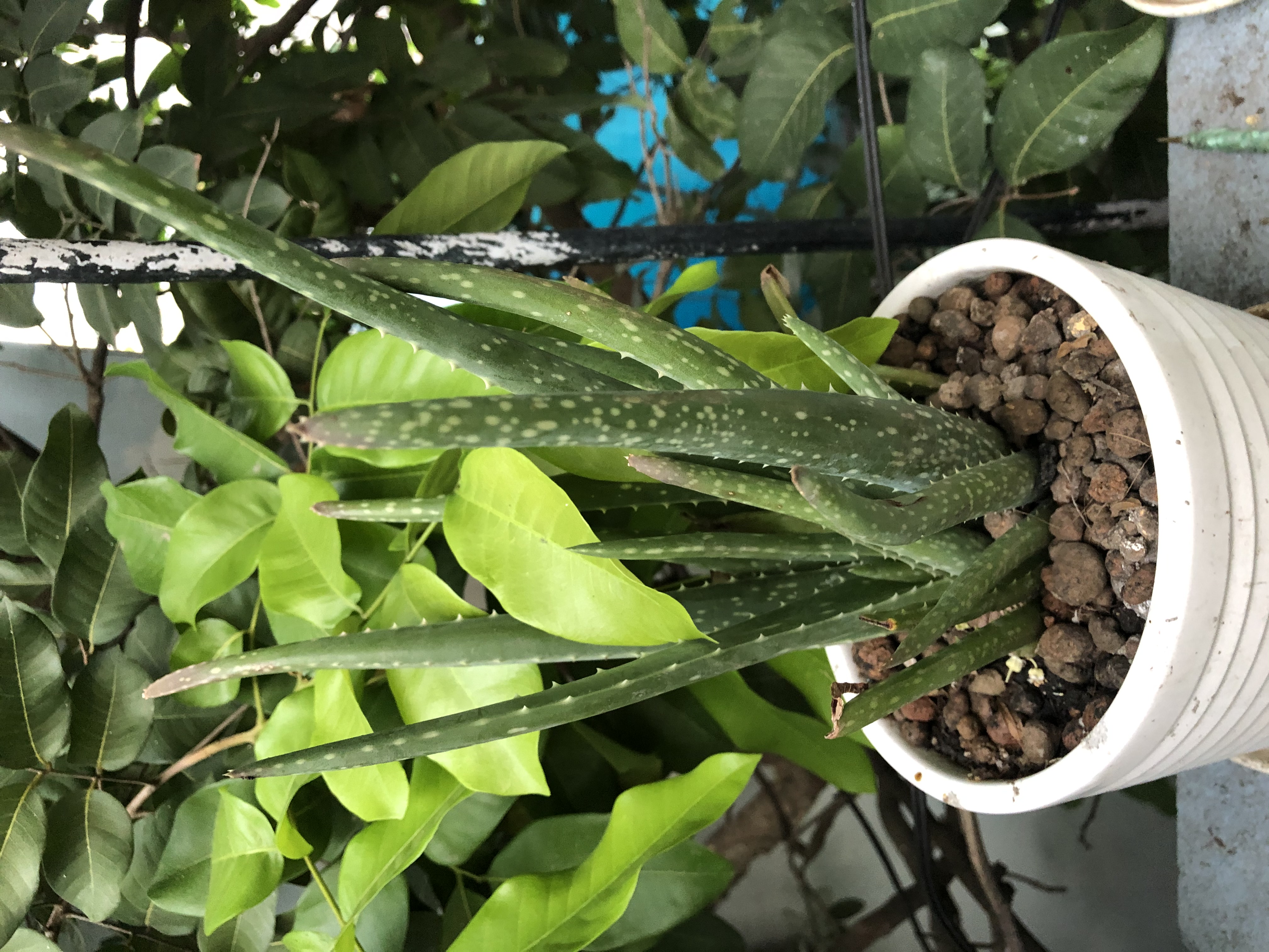 Cây Lô Hội Cây Lô Hội