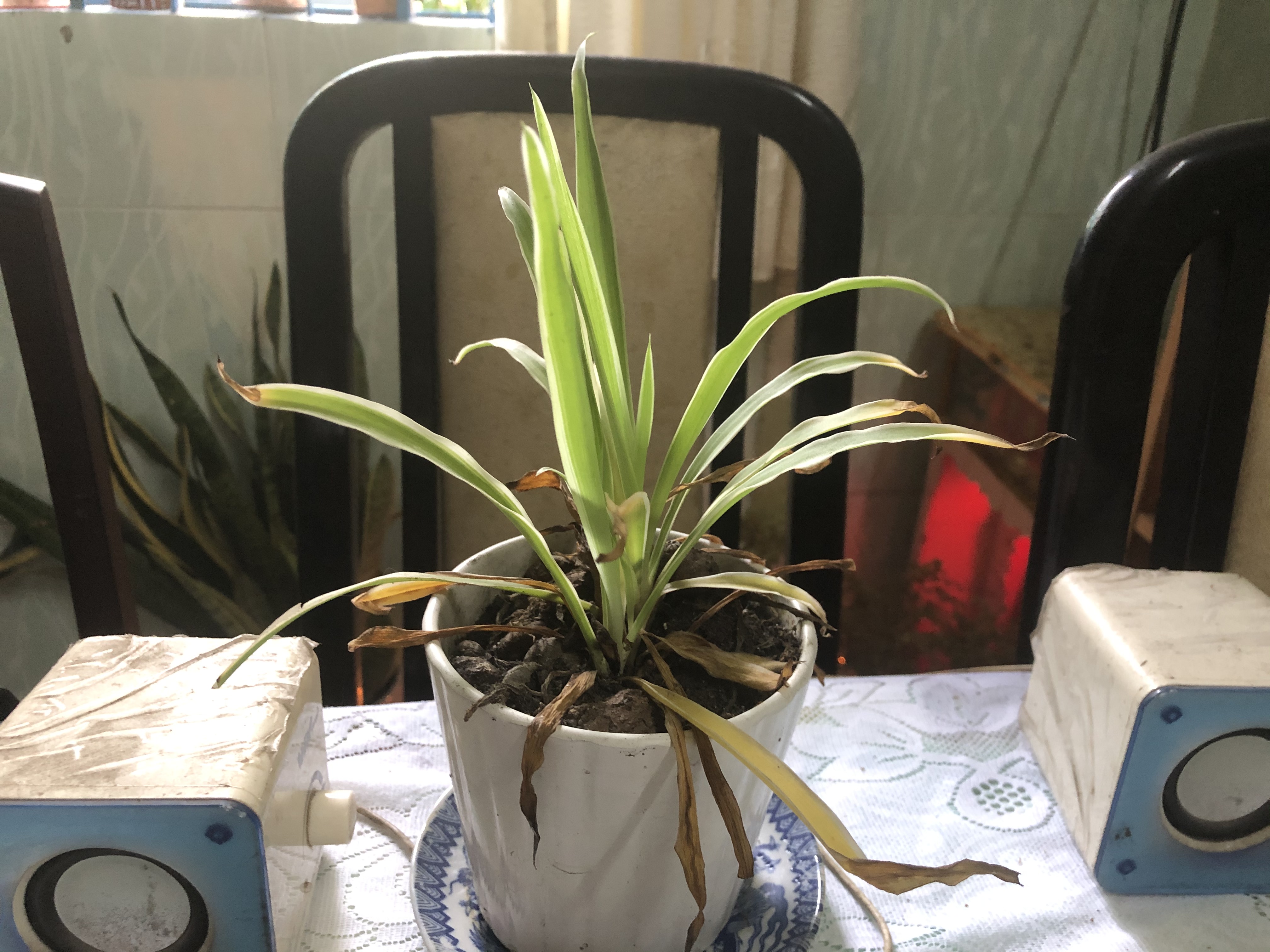 Ảnh hưởng tam sát khiến cây bị héo úa Ảnh hưởng tam sát khiến cây bị héo úa