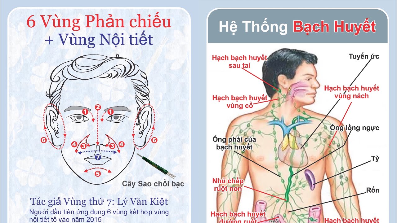 6 vùng phản chiếu hệ bạch huyết 6 vùng phản chiếu hệ bạch huyết