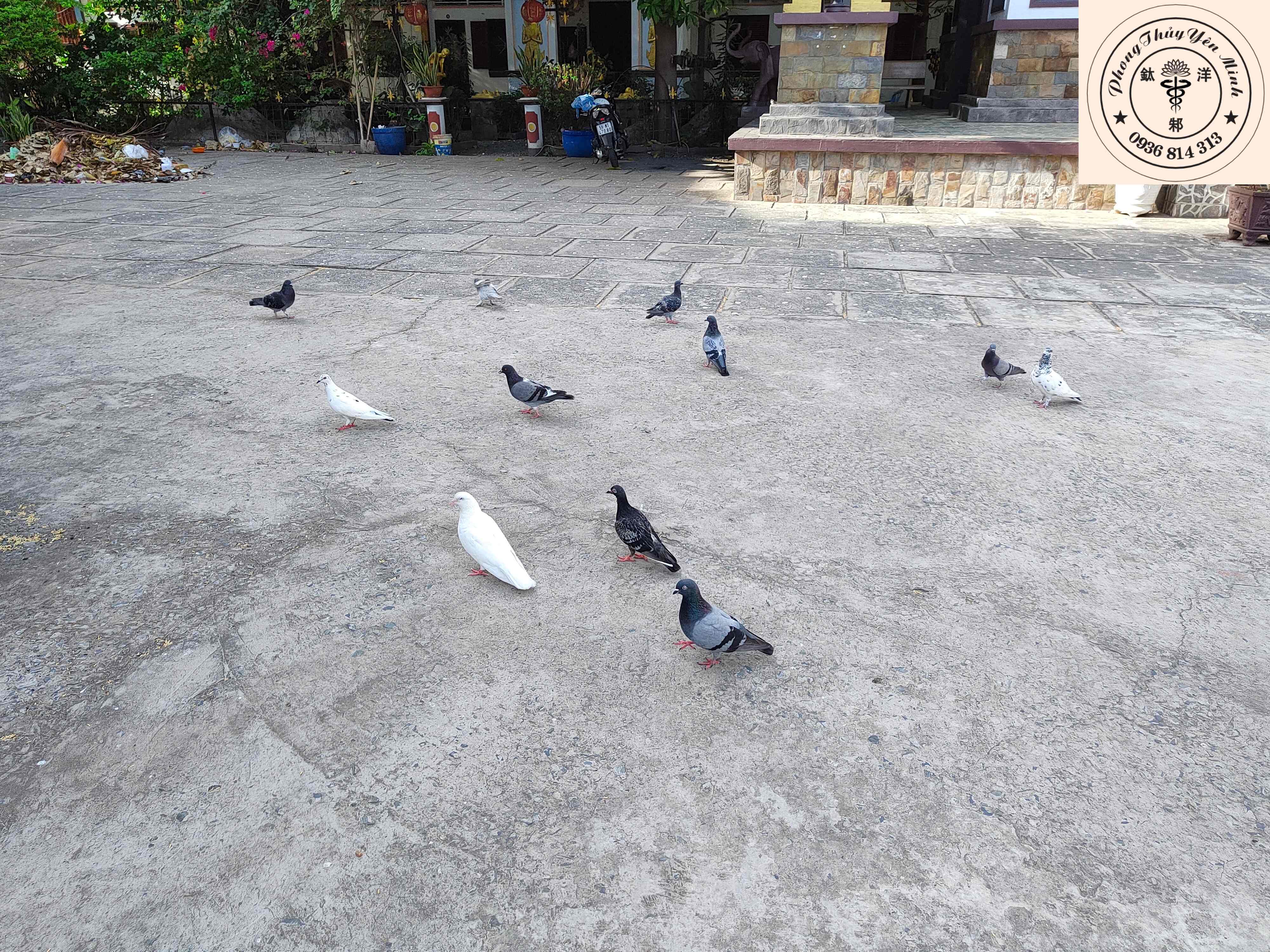 Bồ câu khuôn viên chùa Nam Tông Bồ câu khuôn viên chùa Nam Tông