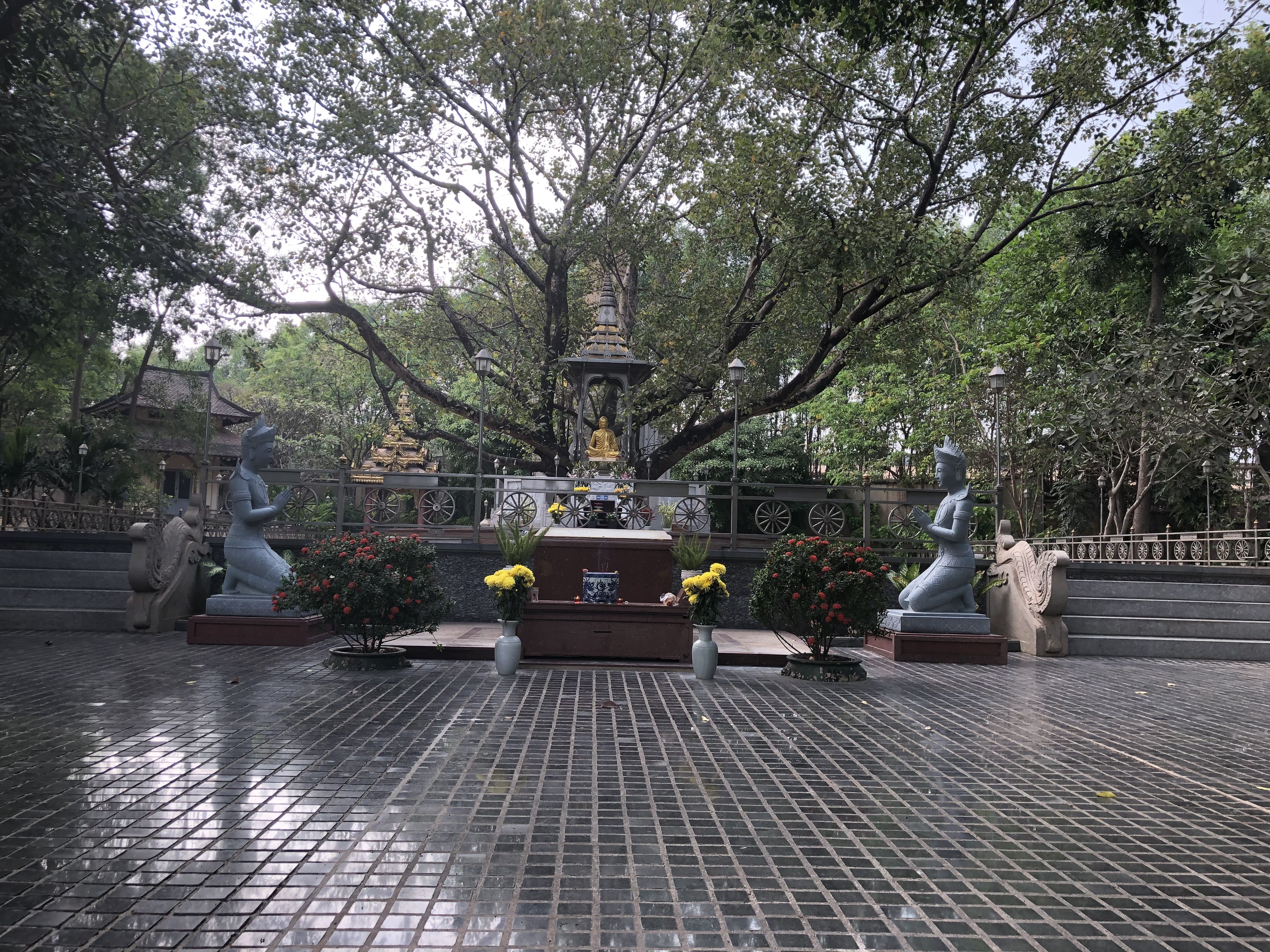 cây bồ đề con cây bồ đề con