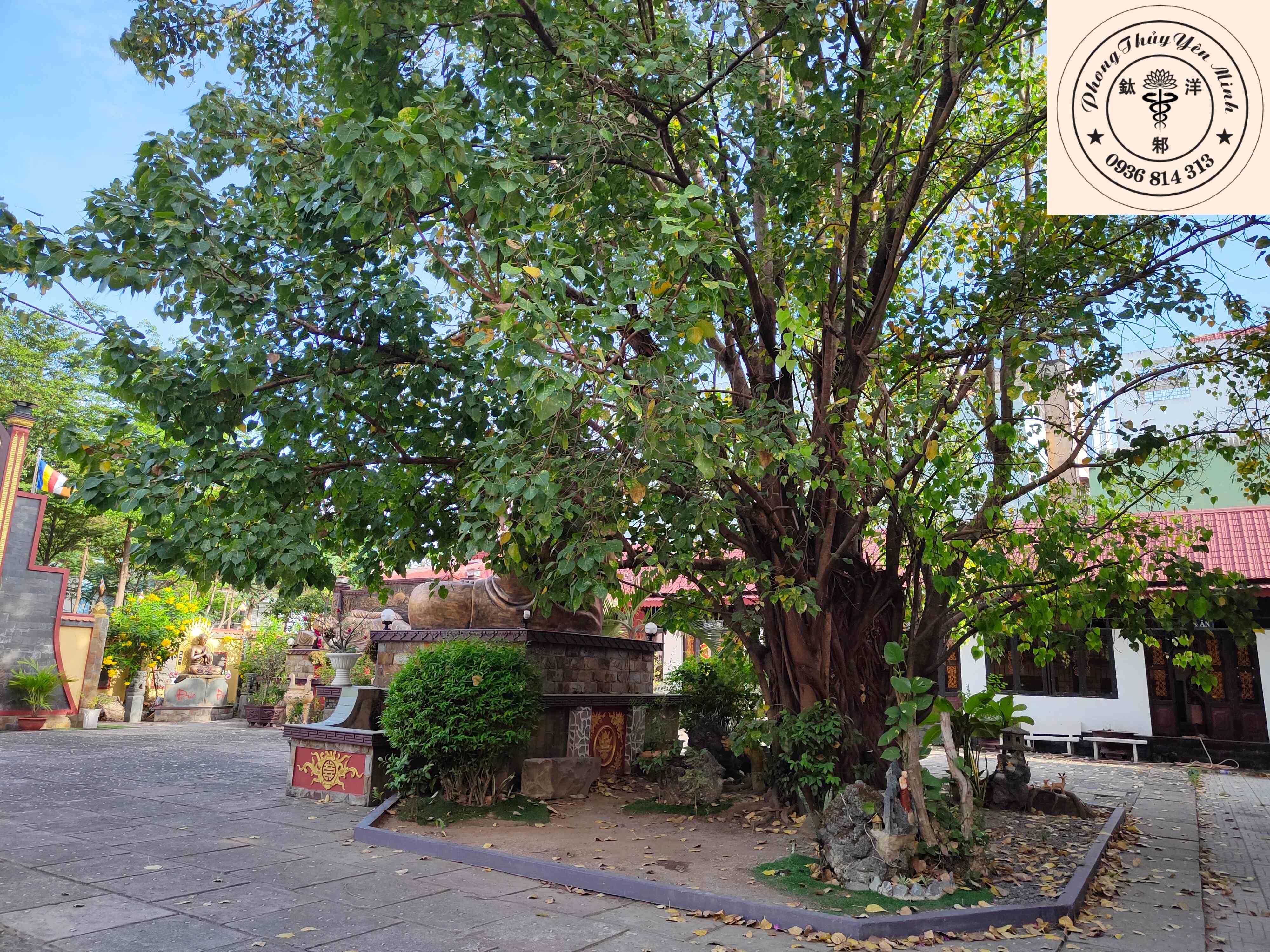 Cây bồ đề chùa Nam Tông Cây bồ đề chùa Nam Tông