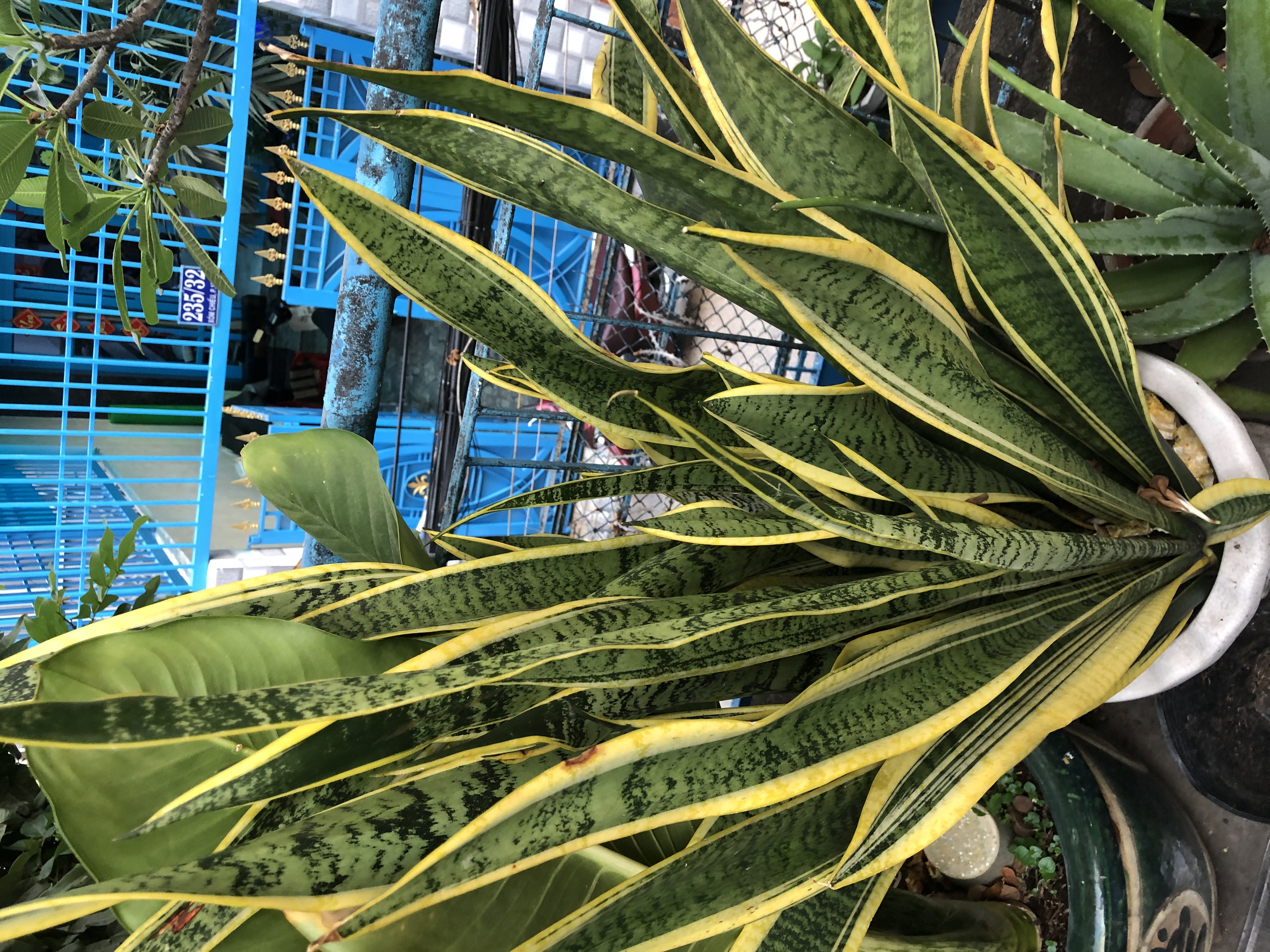 Cây lưỡi hổ Cây lưỡi hổ