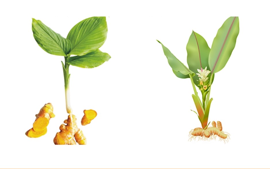 Cây nghệ - một loại ngải trắng thông dụng Cây nghệ - một loại ngải trắng thông dụng