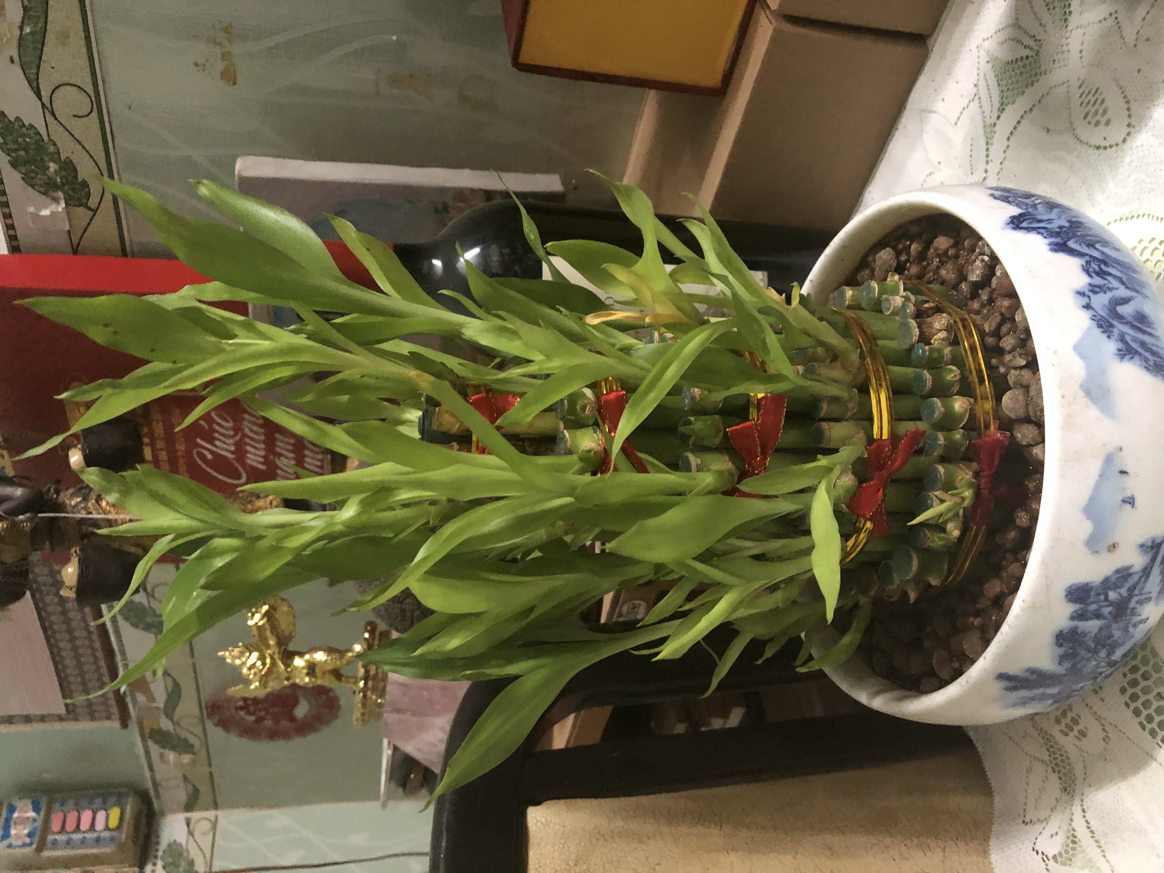 Cây Phất Dụ Cây Phất Dụ