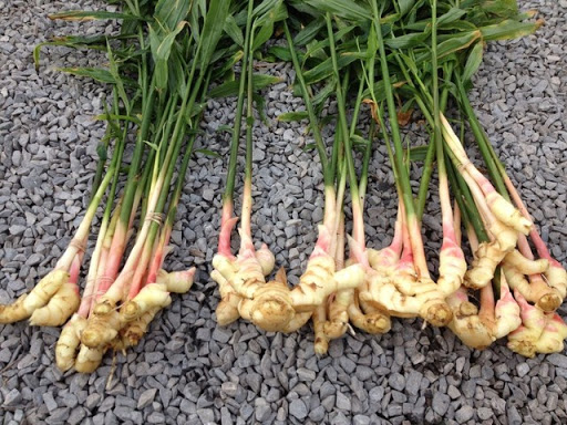 Củ gừng - một loại ngải trắng thông dụng Củ gừng - một loại ngải trắng thông dụng