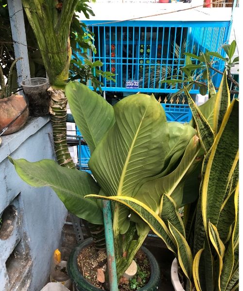 Đại Phú Gia Đại Phú Gia