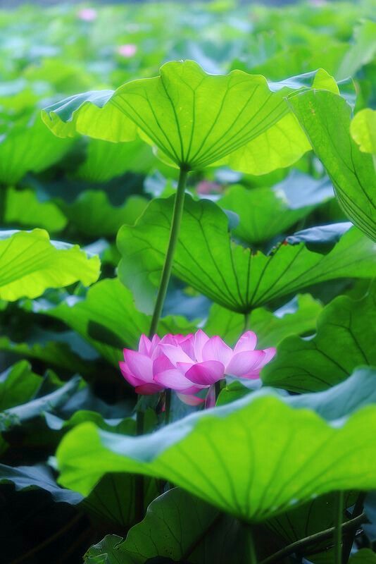 Hoa Sen - gần bùn mà chẳng hôi tanh mùi bùn Hoa Sen - gần bùn mà chẳng hôi tanh mùi bùn