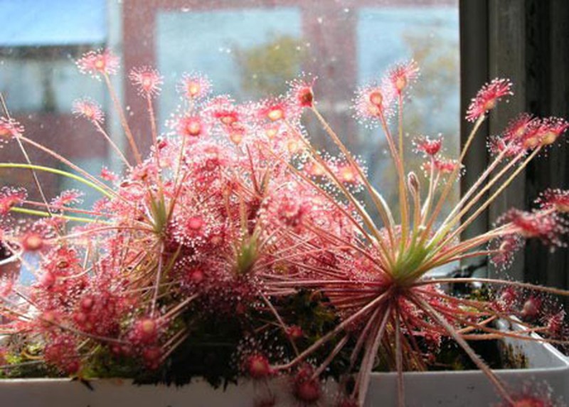 Huyết Ngải Huyết Ngải