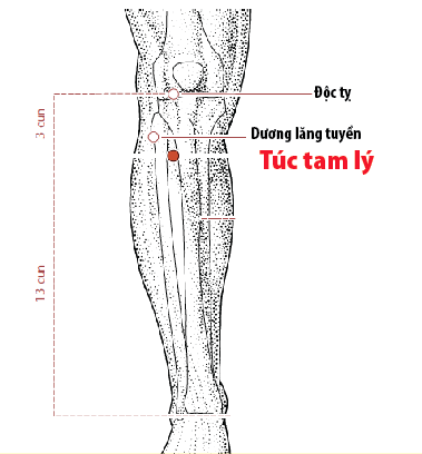 Huyệt Túc Tam Lý Huyệt Túc Tam Lý