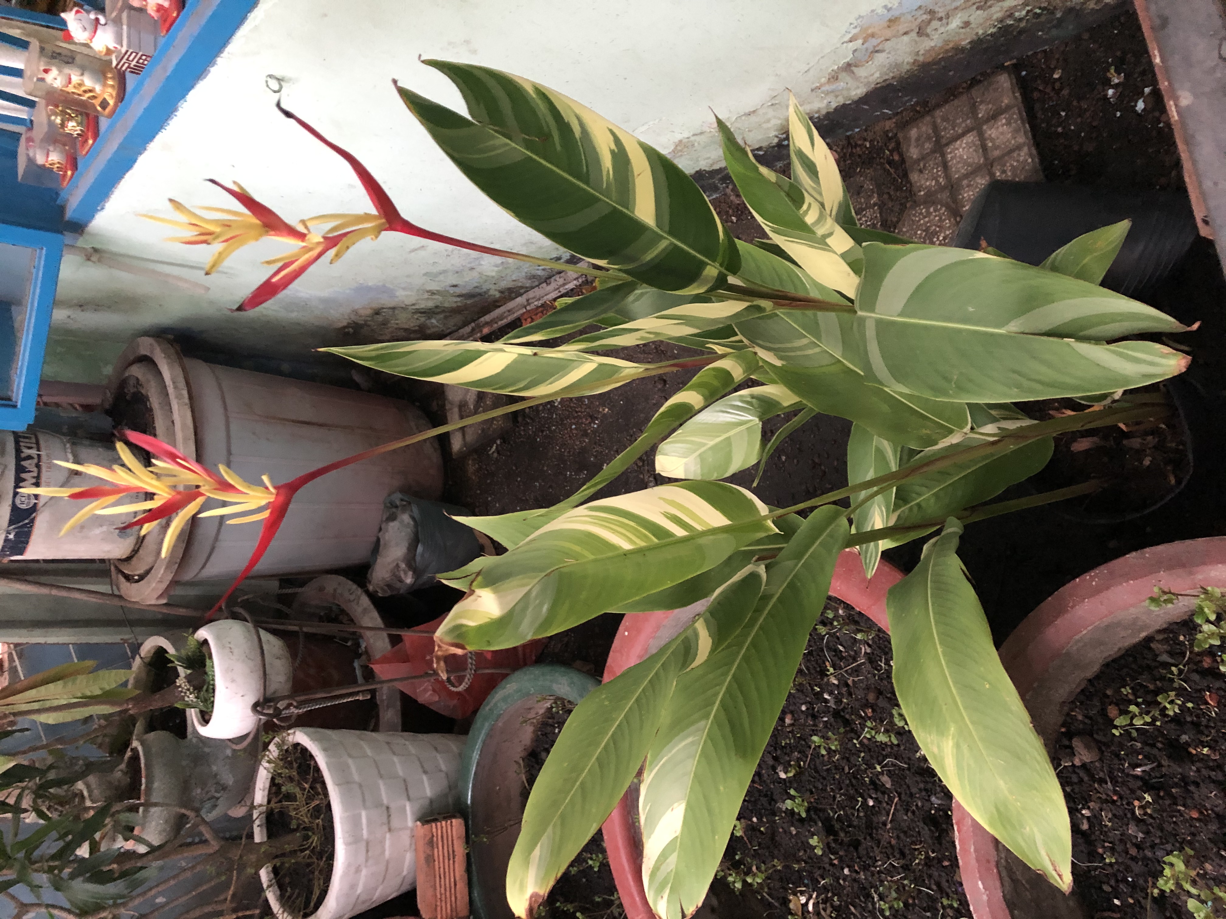 ngải kim cương ngải kim cương